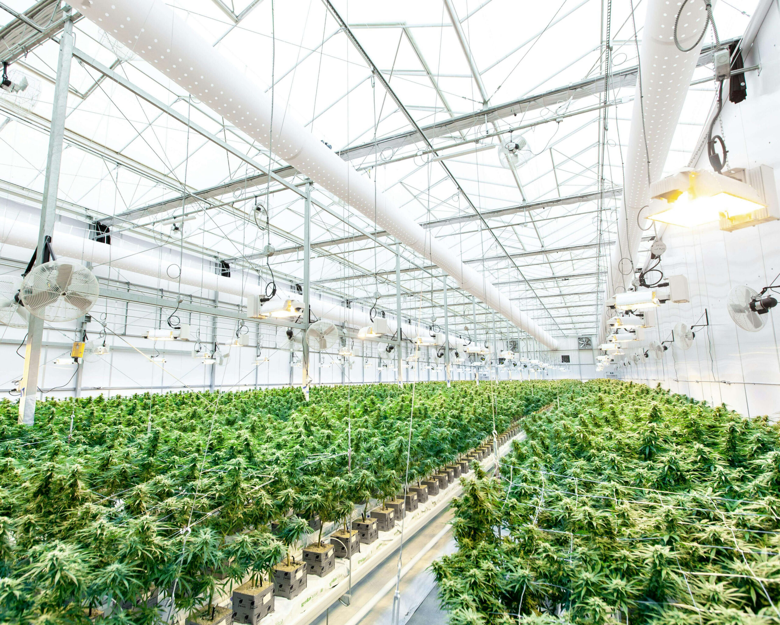 Cannabis Facilities